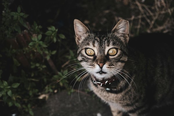 ¿Cómo utilizar eficazmente los comentarios de los clientes para el desarrollo de productos?